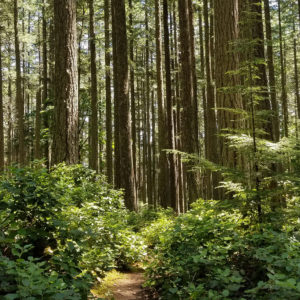 Enhancing Grounding